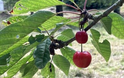 Von der Wunde zum Wunder Wennigsen